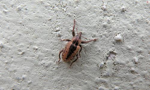 Hyperinae